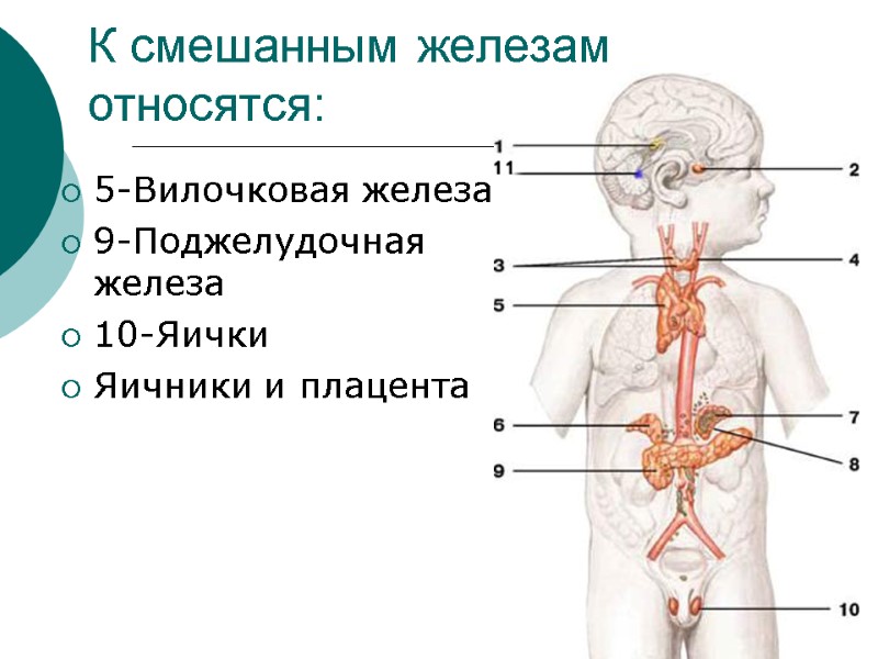 К смешанным железам относятся: 5-Вилочковая железа 9-Поджелудочная железа 10-Яички Яичники и плацента